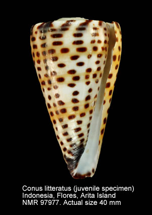 Conus litteratus (juvenile).jpg - Conus litteratus Linnaeus,1758
